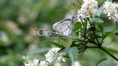 Baumweißling / Black-veined White butterfly