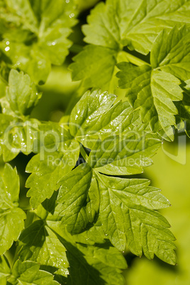 Green Leaves Green Leaves