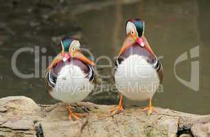 Madarin ducks
