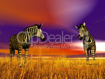 Zebras in the savannah