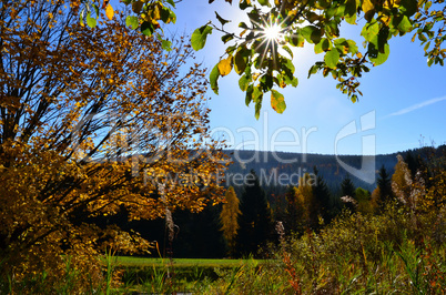 Herbst Landschaft Blätter Baum