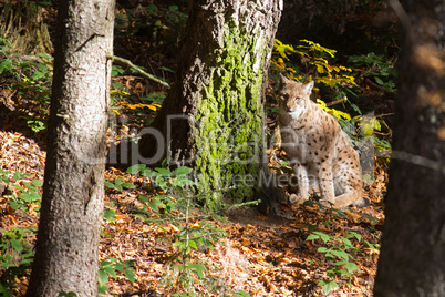 Luchs