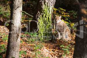 Luchs