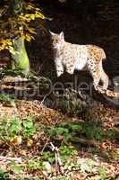 Luchs