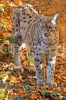 Luchs