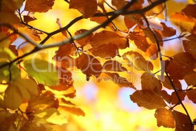 Herbstblätter