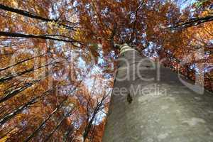 Herbstwald