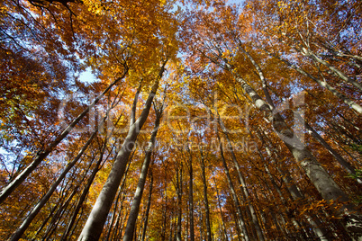 Herbstwald