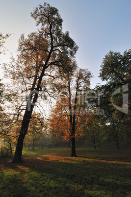 Autumn Morning Light