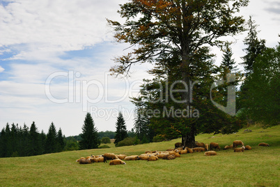 Sheep on Green Field