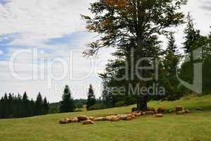 Sheep on Green Field