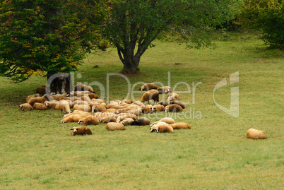 Sheep on Green Field