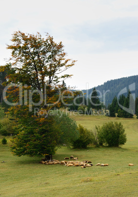 Sheep on Green Field