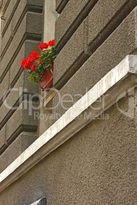 Red flowers on the window outdoors