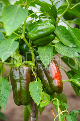 Organic peppers