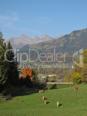 Grazing Cows In Gstaad