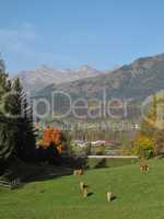 Grazing Cows In Gstaad