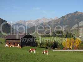 Grazing Cattle In The Bernese Oberland