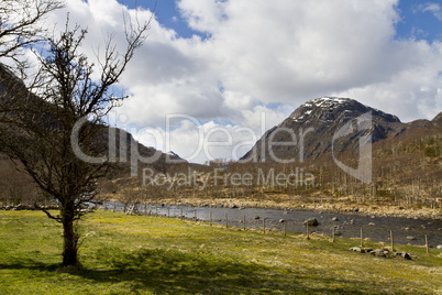 tree with grassland and mountains