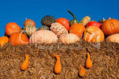 Kürbisse - Halloween