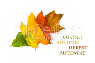 Herbstfarben - Herbstblatt