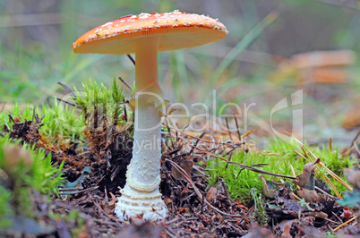 fly agaric in forest
