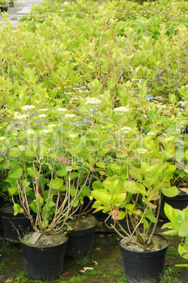 a plant nursery in Brittany