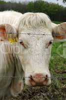 France, cows in a meadow in Les Yvelines