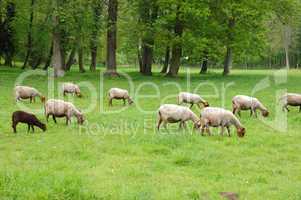 France, sheeps in the park of Théméricourt