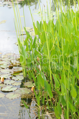 Brittany, le Jardin Lepage in Pleumeur Bodou