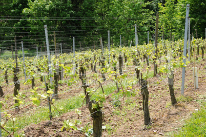 France, the vineyard of Kintzheim in Alsace