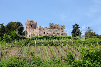 the castle of Kintzheim in Alsace