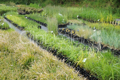 a plant nursery in Brittany