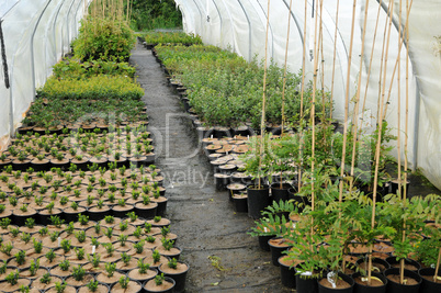 a plant nursery in Brittany