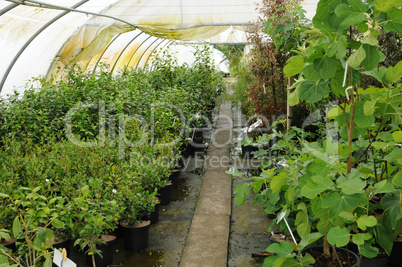 a plant nursery in Brittany