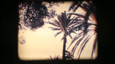 Vintage 8mm. Park with palm trees