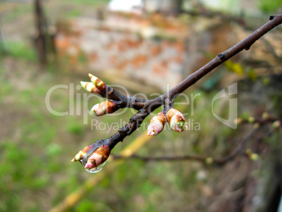 Young sprouts of a tree in the spring