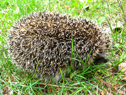 The hedgehog in a grass