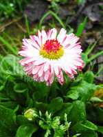 Beautiful pink flower of a daisy