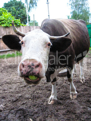 The cow chewing an apple