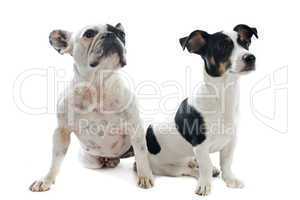 french bulldog and jack russel terrier