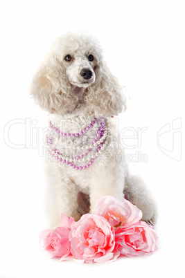 poodle with roses