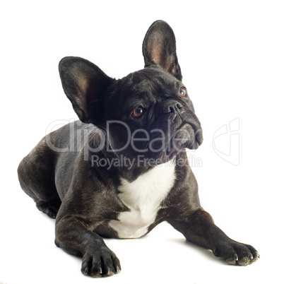 french bulldog