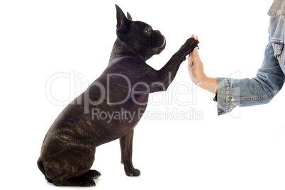 french bulldog and paw