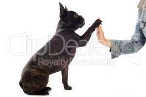 french bulldog and paw