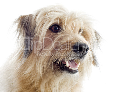 Pyrenean sheepdog