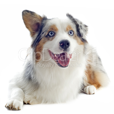 australian shepherd