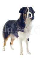 australian shepherd