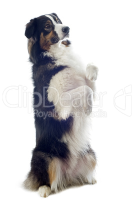 australian shepherd