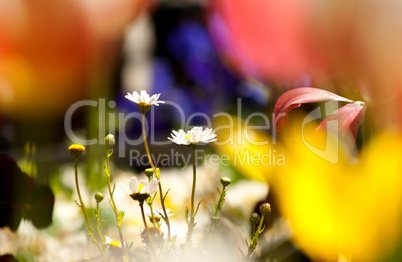 White Daisies Surrounded With Colorful Tulips